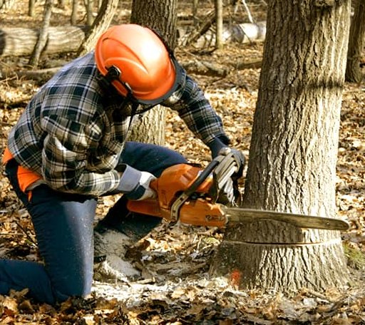 Tree Removal in Portland, CT